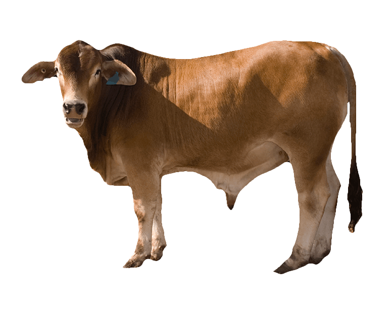 Qurban Sapi